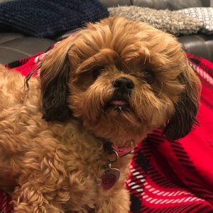 Meet your Posher, Buffy